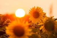 Sonnenblumen Sonnenuntergang Naturfotografie