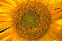 Naturfotografie Sonnenblume Lippeaue