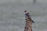 Baumfalke - Eurasian hobby - Falco subbuteo