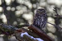 Steinkauz littel owl athene noctua wildlife nikon olaf kerber