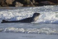 Robben und Seehunde auf Helgoland