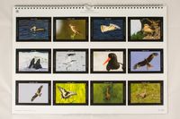 Wandkalender Tiere Naturfotografie Wildlifefotografie Nikon 002