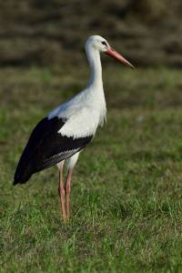 wei&szlig;storch white stork ciconia nikon tamron