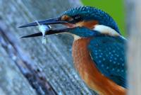 Eisvogel kingfisher alcedo atthis wildlife