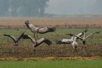 Kranich crane grus grus wildlife nikon