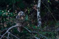 Eule Uhu eagle owl bubo bubo wildlife nikon olaf kerber