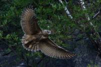 Uhu eagle owl bubo bubo wildlife nikon